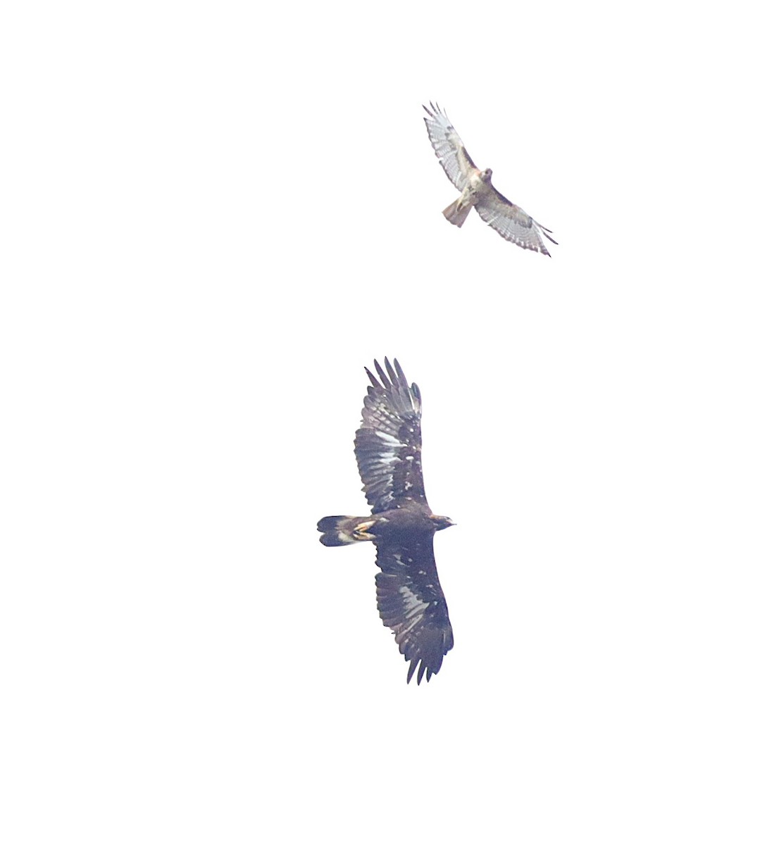 Golden Eagle - ML639825593