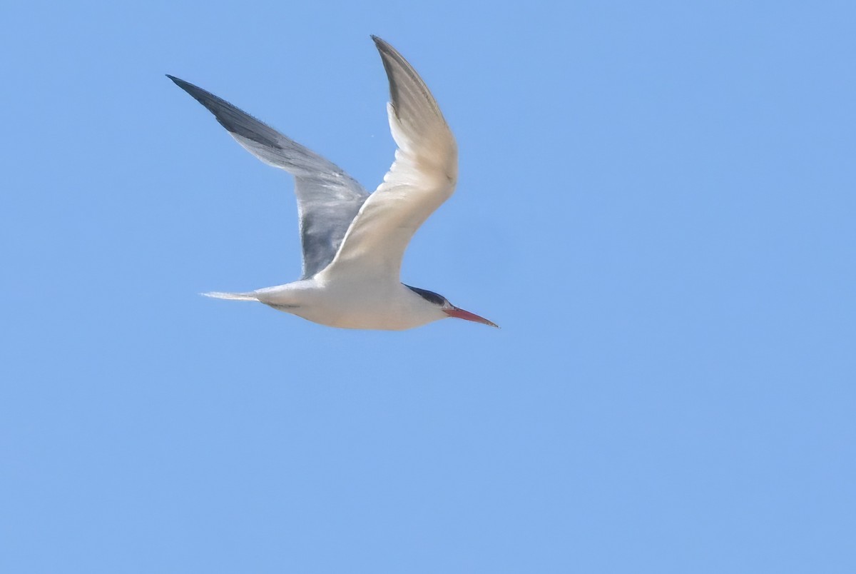 Elegant Tern - ML639825645