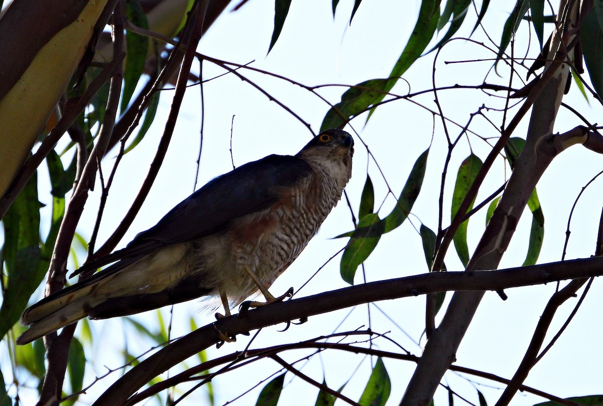 Eurasian Sparrowhawk - ML639825680