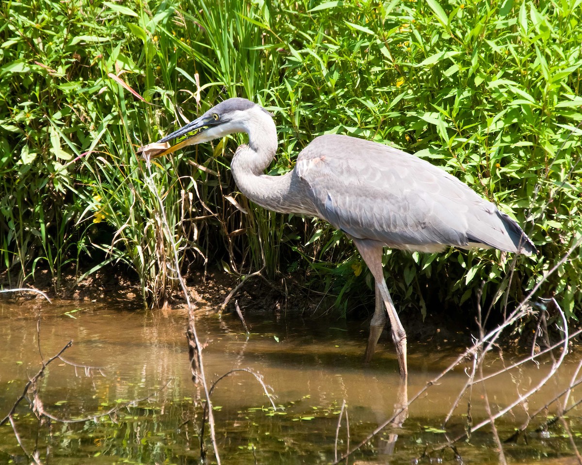 Great Blue Heron - ML639825757