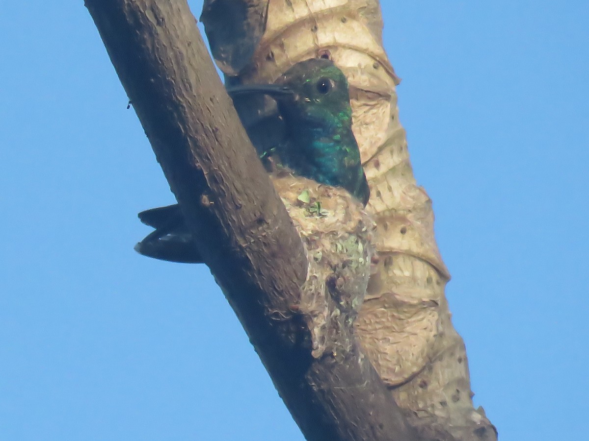 Green-breasted Mango - ML639825821