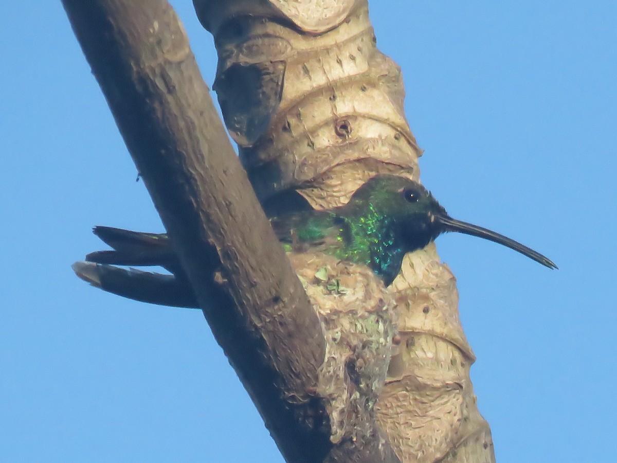 Green-breasted Mango - ML639825822