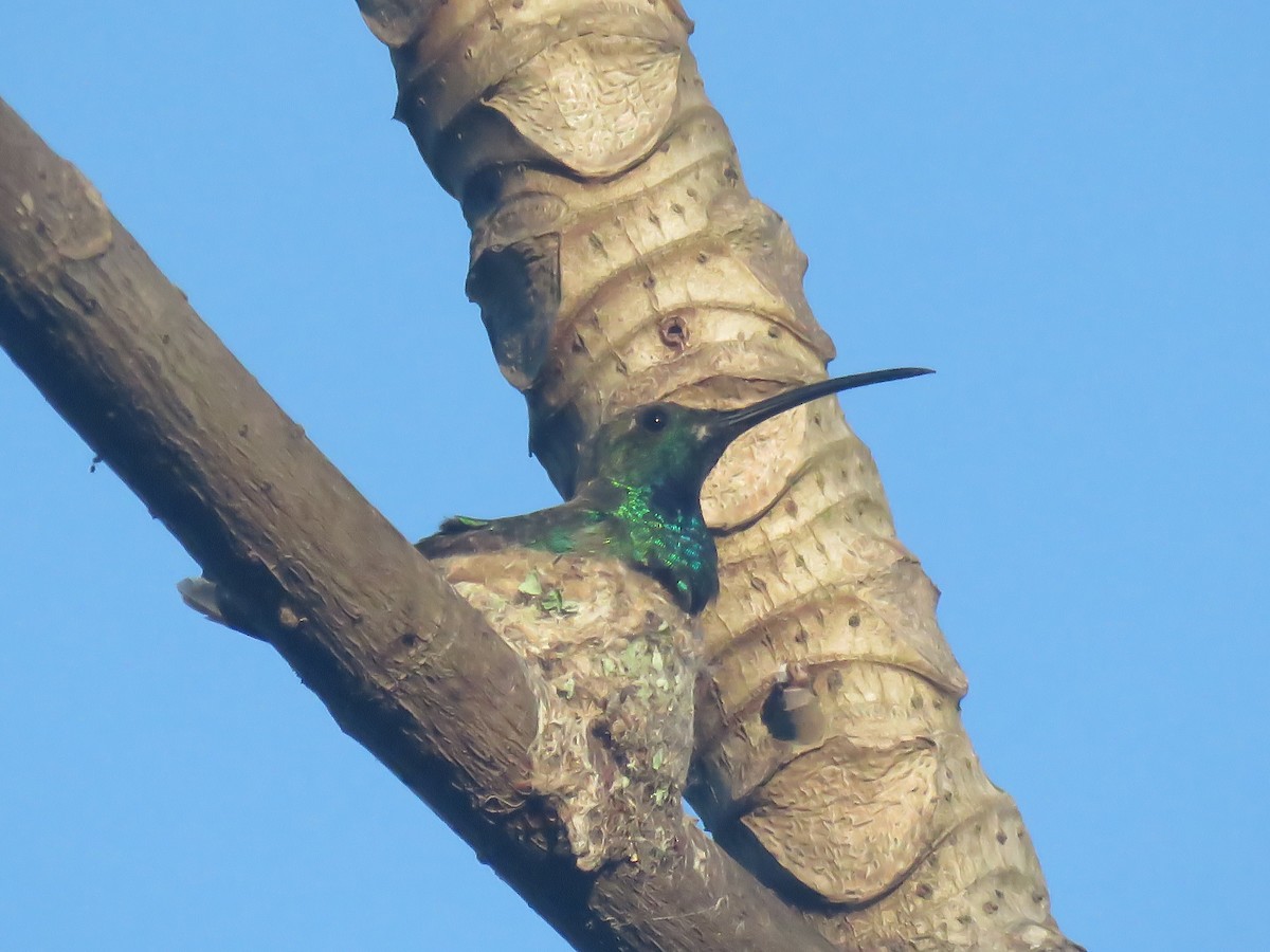 Green-breasted Mango - ML639825823