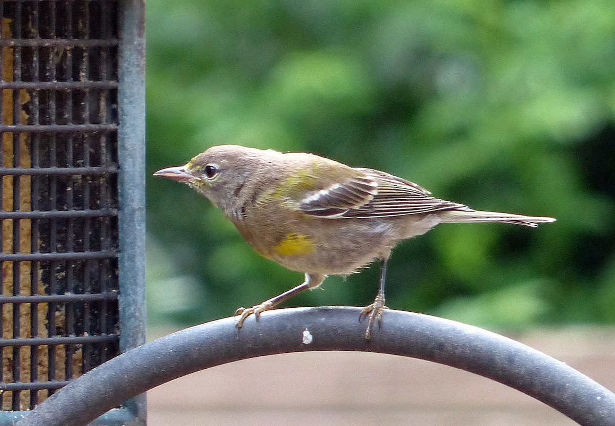 Pine Warbler - ML639825835