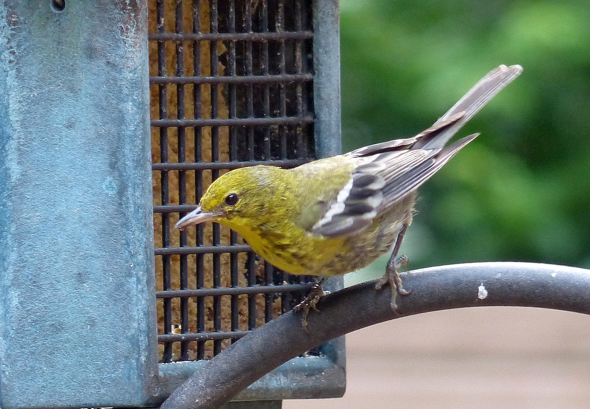 Pine Warbler - ML639825836