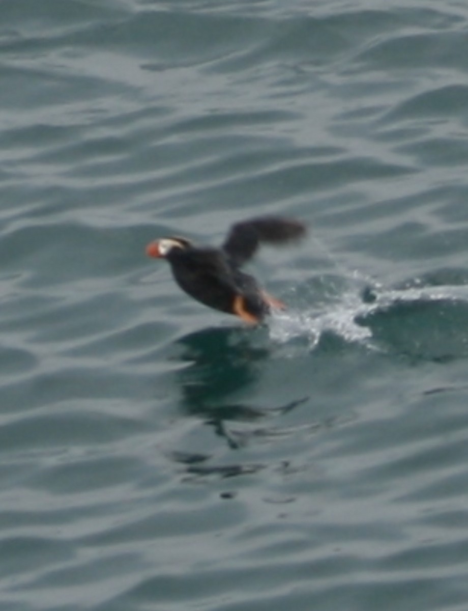 Tufted Puffin - ML639825907