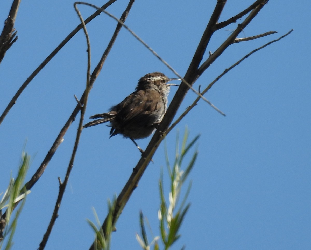 Bewick's Wren - ML639825939