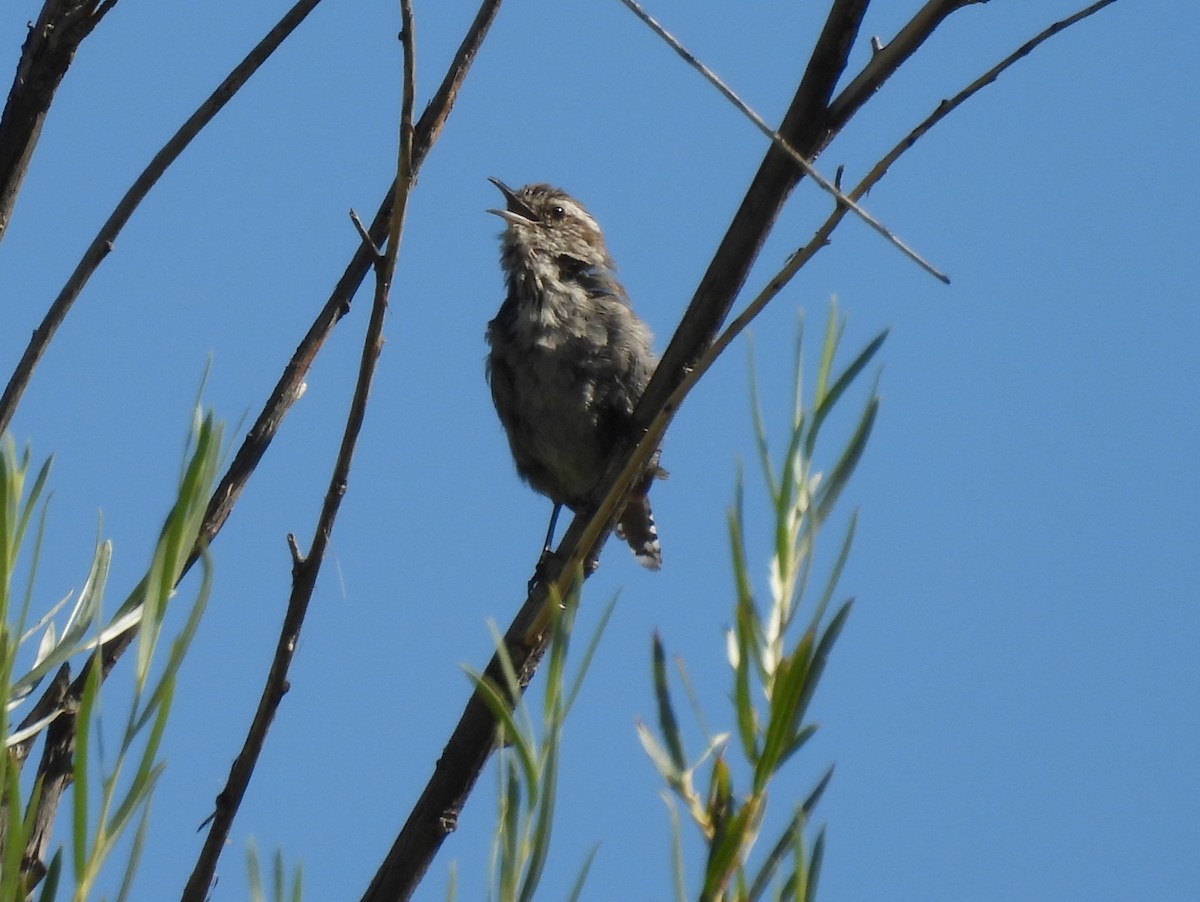 Bewick's Wren - ML639825940