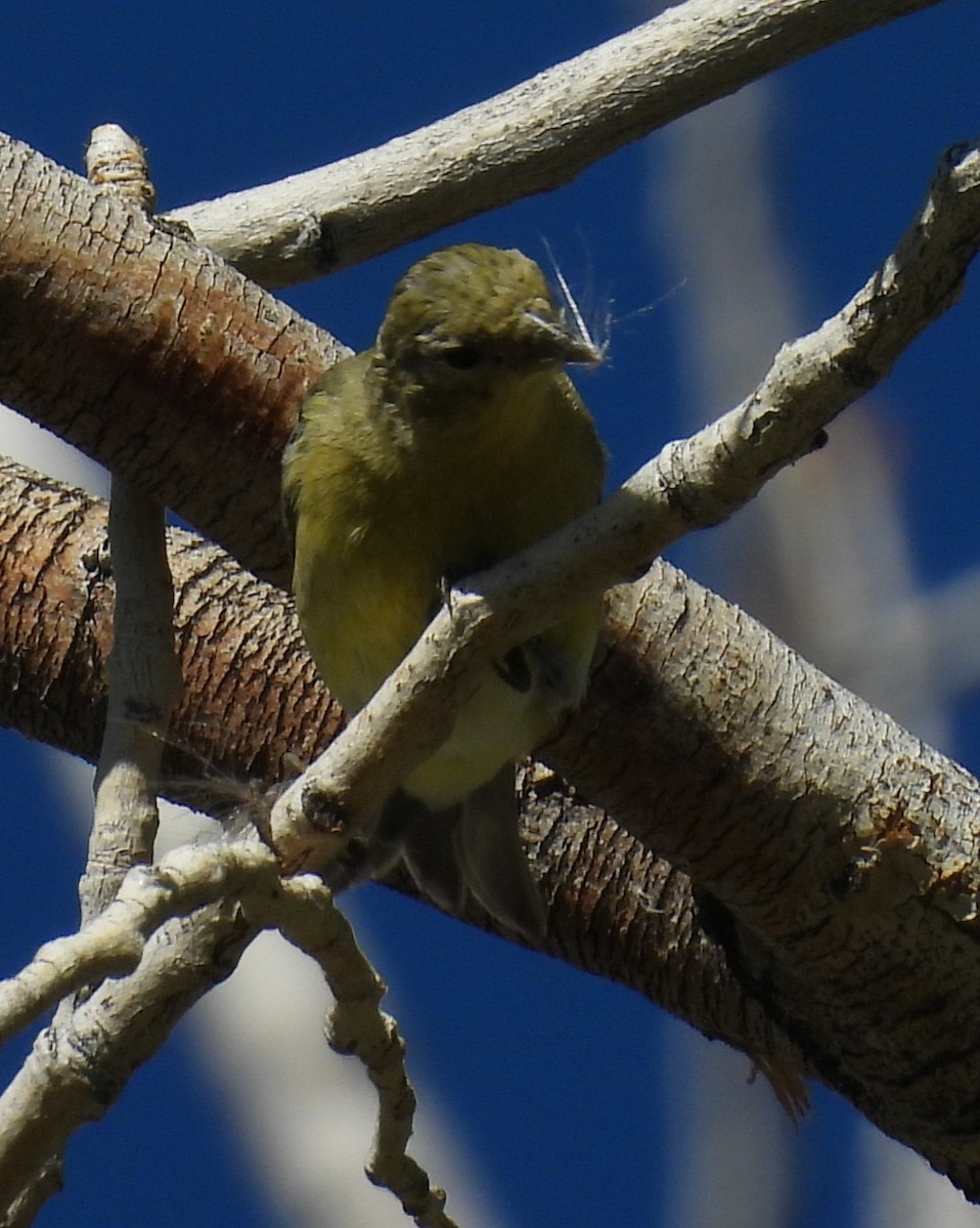 Lesser Goldfinch - ML639825962