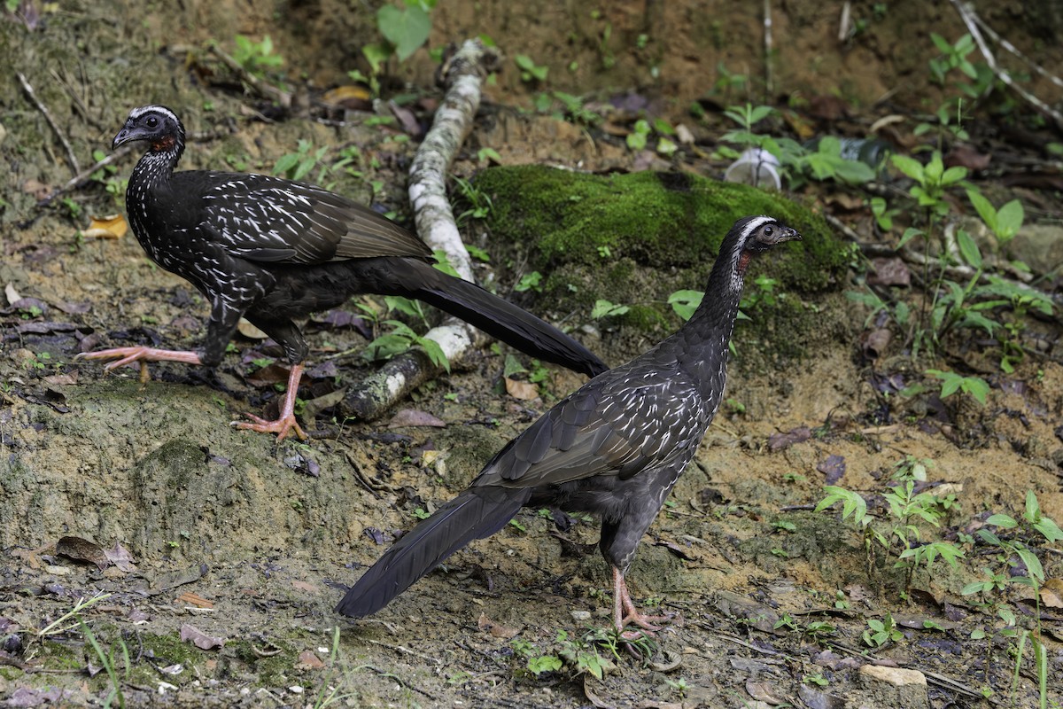 White-browed Guan - ML639826030