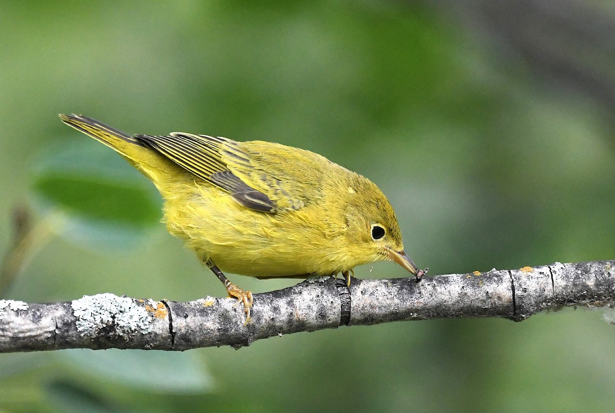 Yellow Warbler - ML639826073
