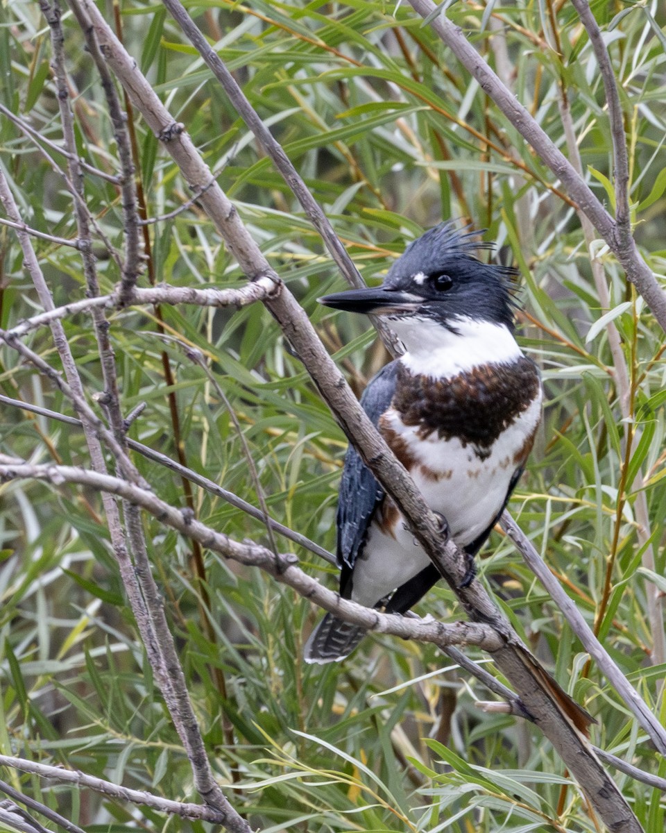 Belted Kingfisher - ML639826097