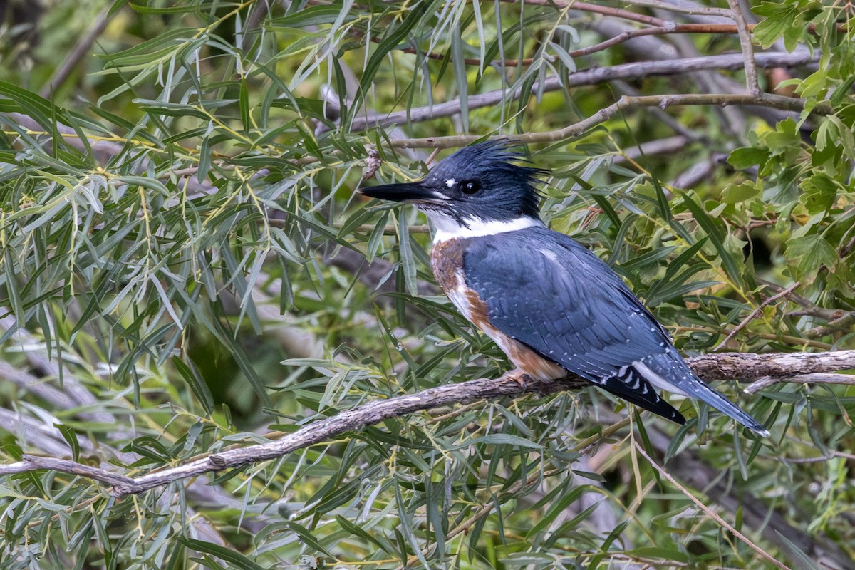 Belted Kingfisher - ML639826098
