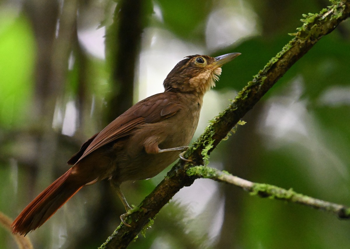Chiriqui Foliage-gleaner - ML639826147