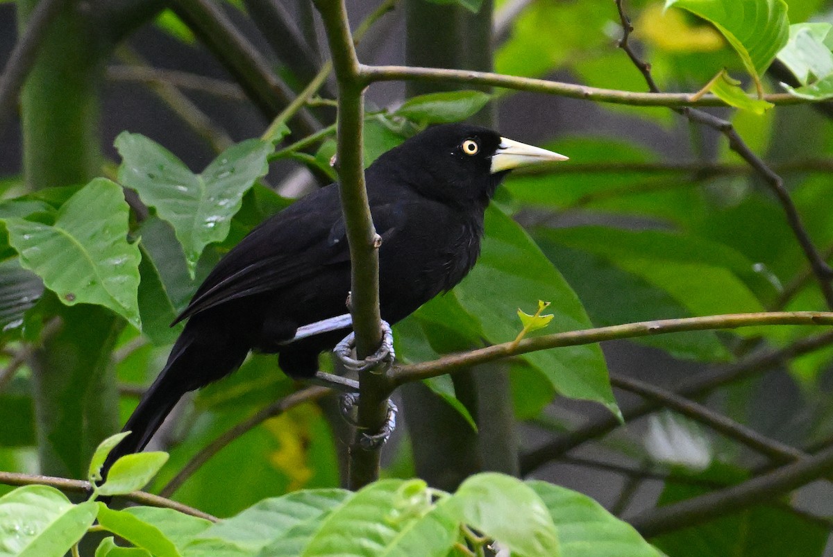 Yellow-billed Cacique - ML639826165