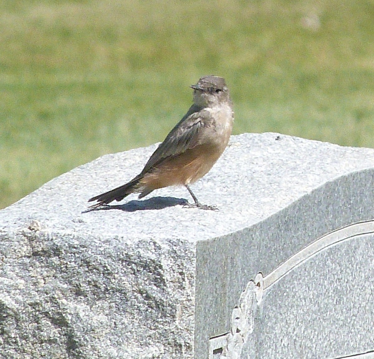 Say's Phoebe - ML639826214