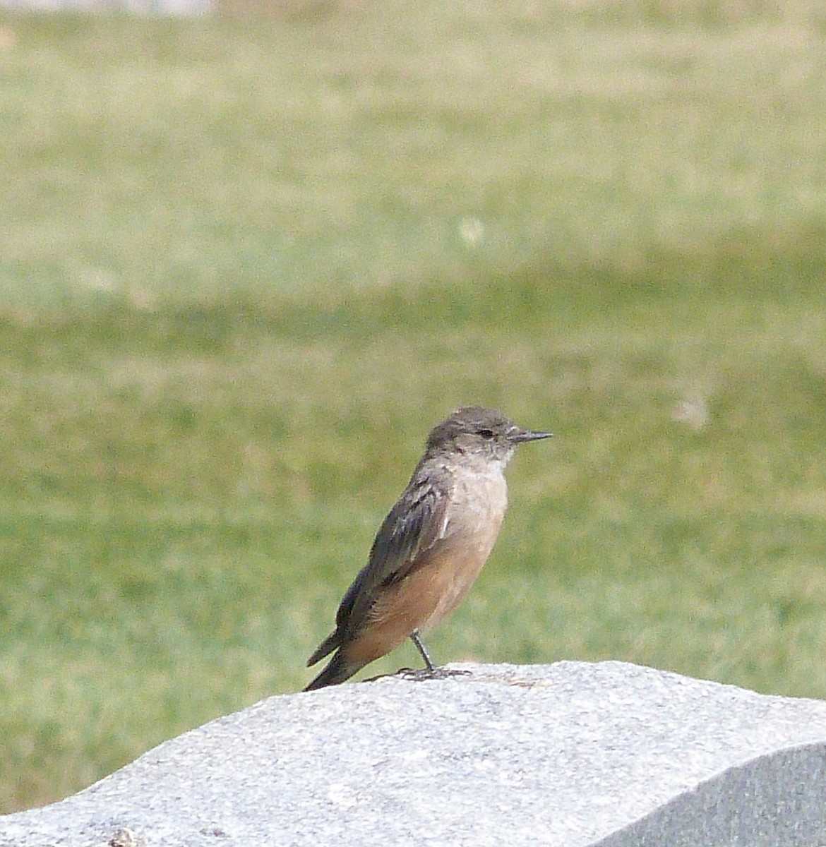 Say's Phoebe - ML639826222