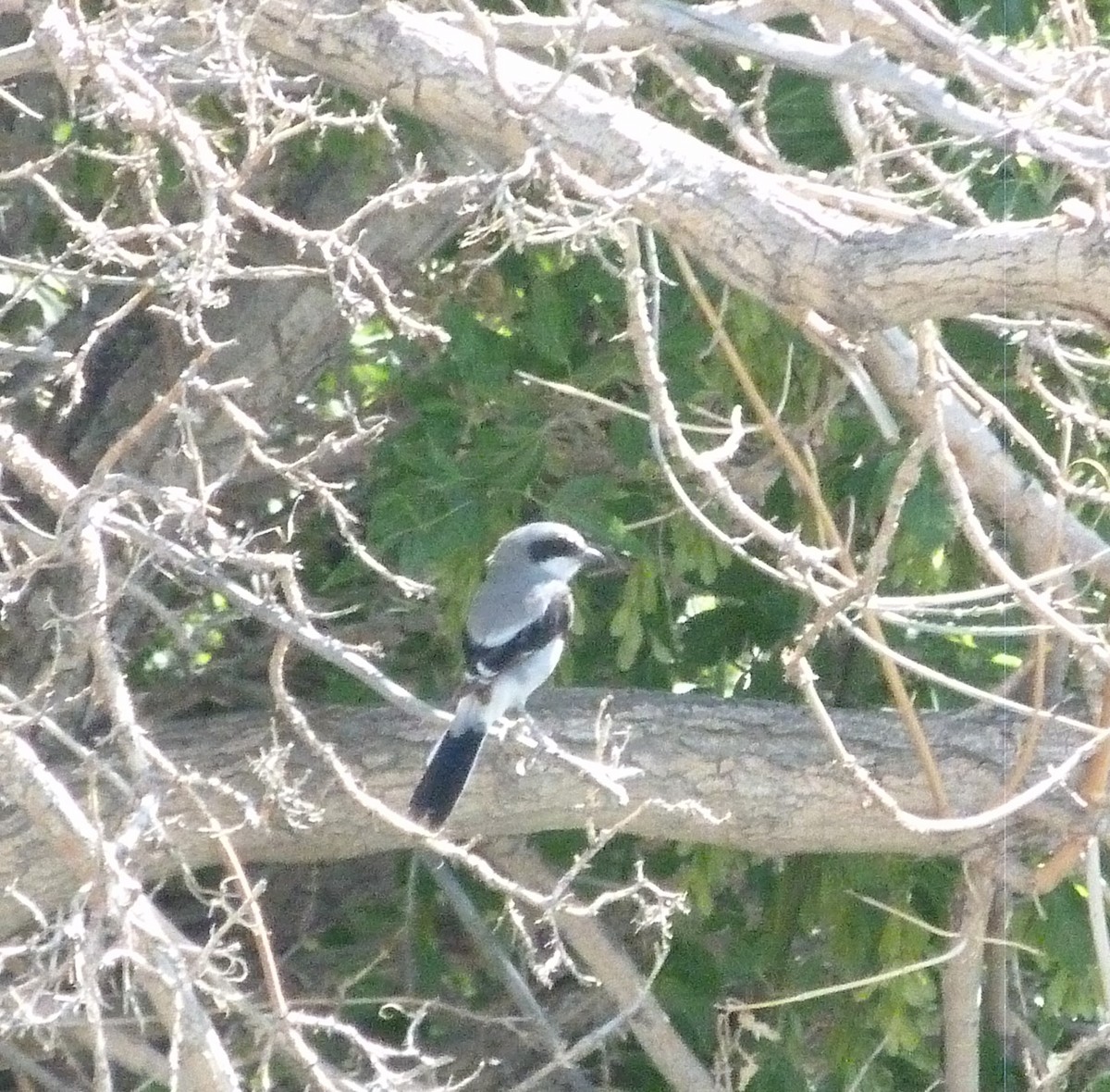 ťuhýk americký - ML639826233