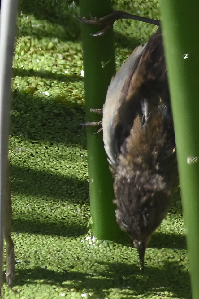 Marsh Wren - ML639826251