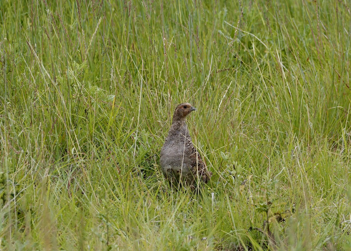 Gray Partridge - ML639826266