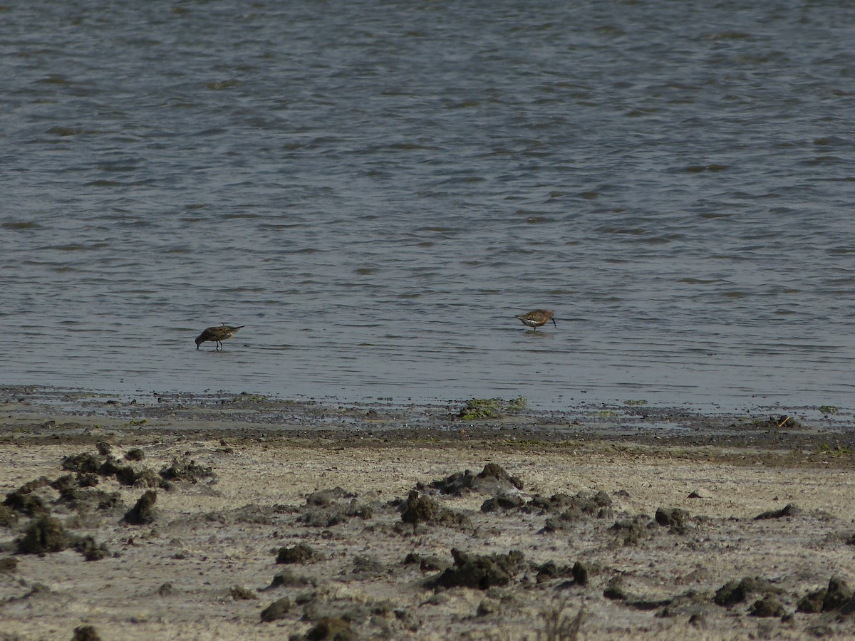 Curlew Sandpiper - ML639826289