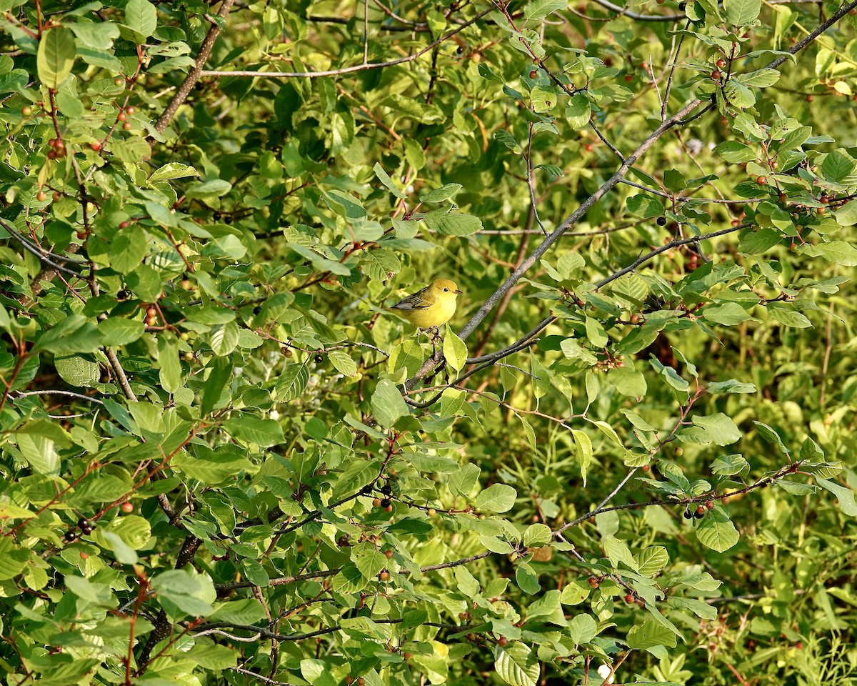Yellow Warbler - ML639826304