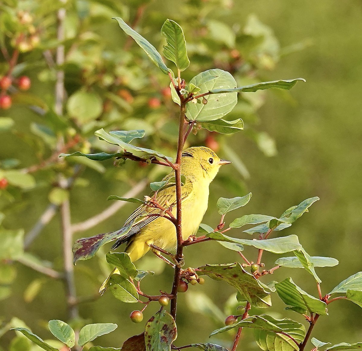 Yellow Warbler - ML639826352