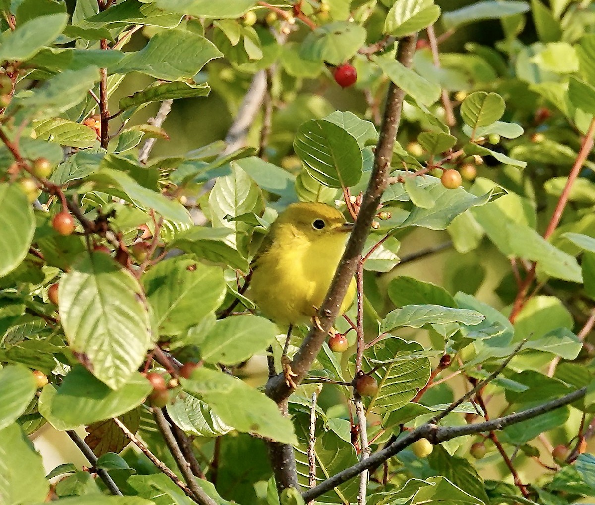 Yellow Warbler - ML639826353