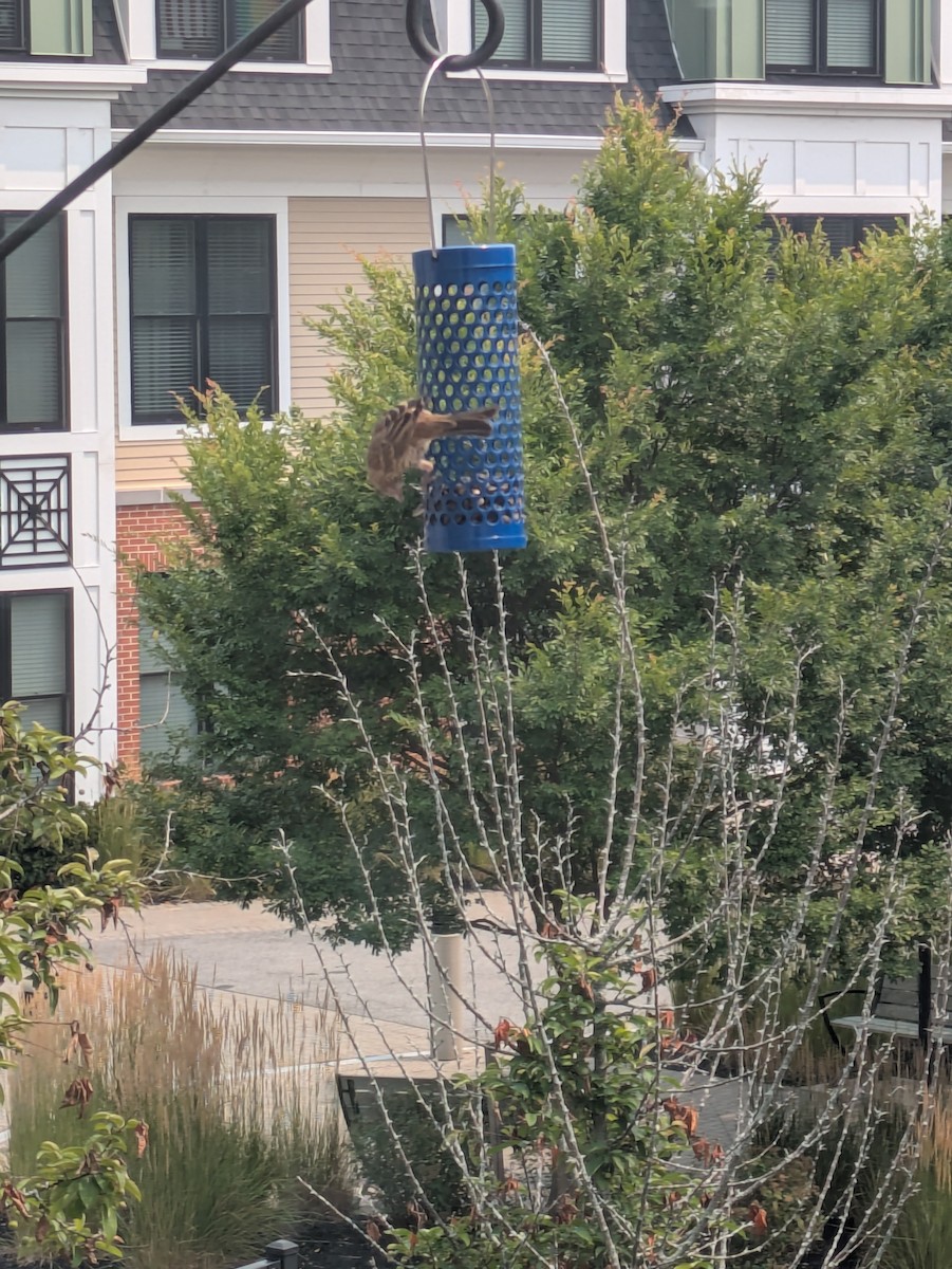 House Finch - ML639826395