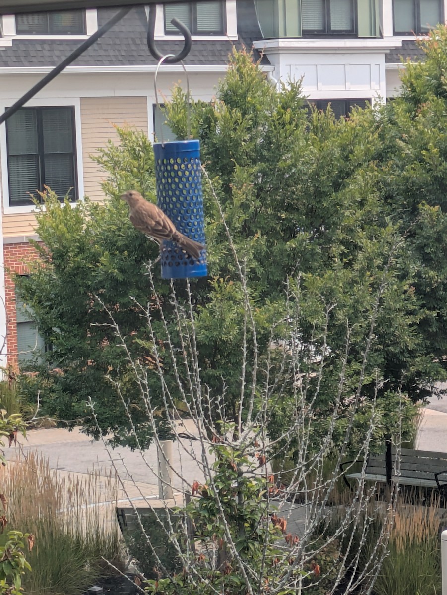 House Finch - ML639826398