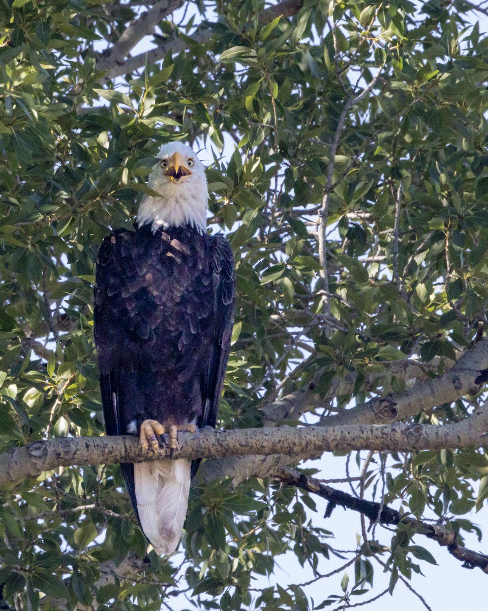 Bald Eagle - ML639826436