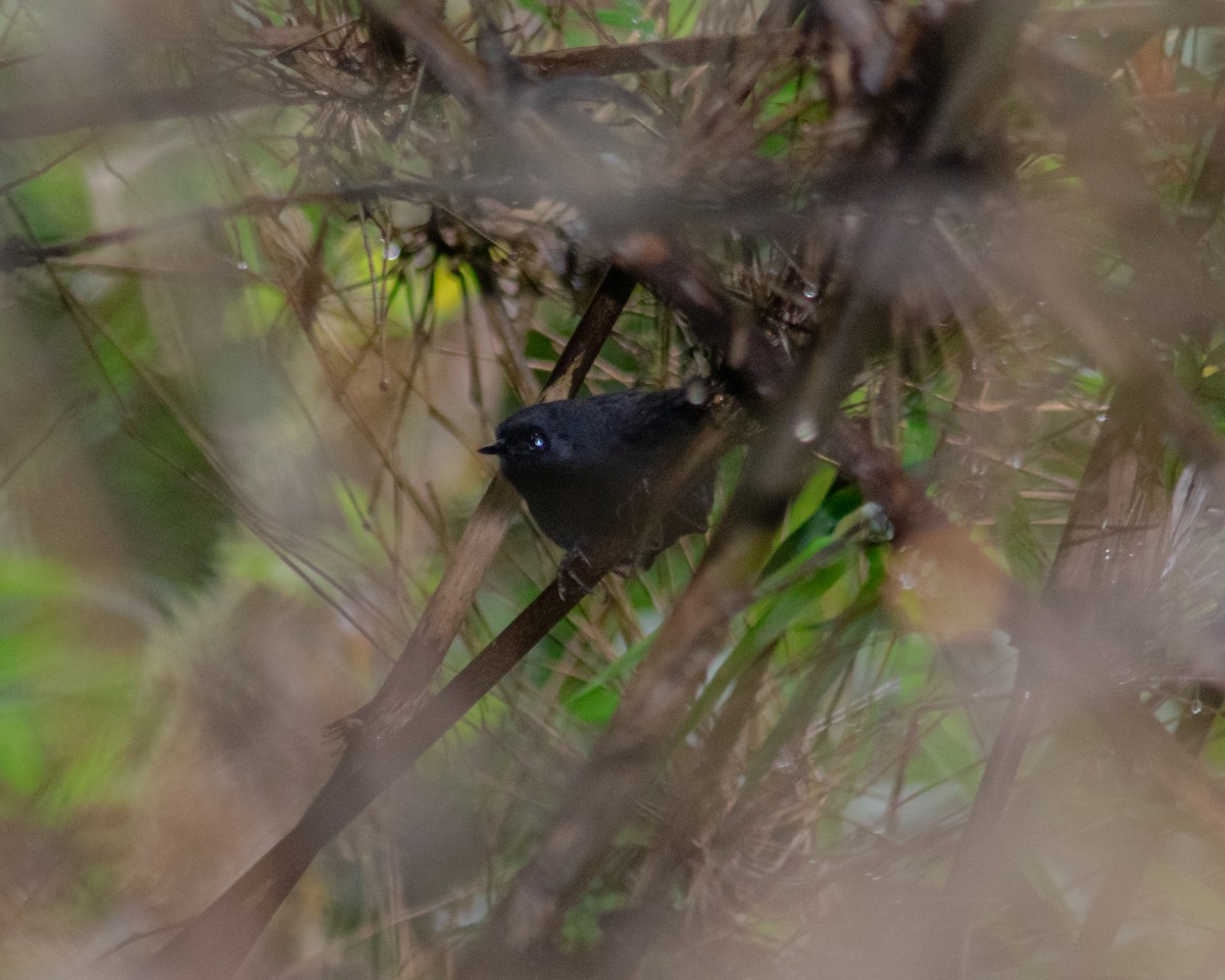 Blackish Tapaculo - ML639826486