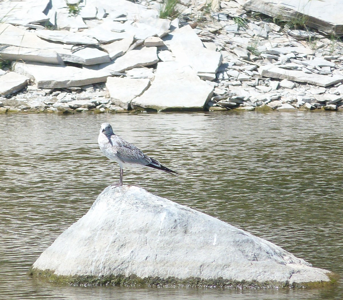 racek kroužkozobý - ML639826519