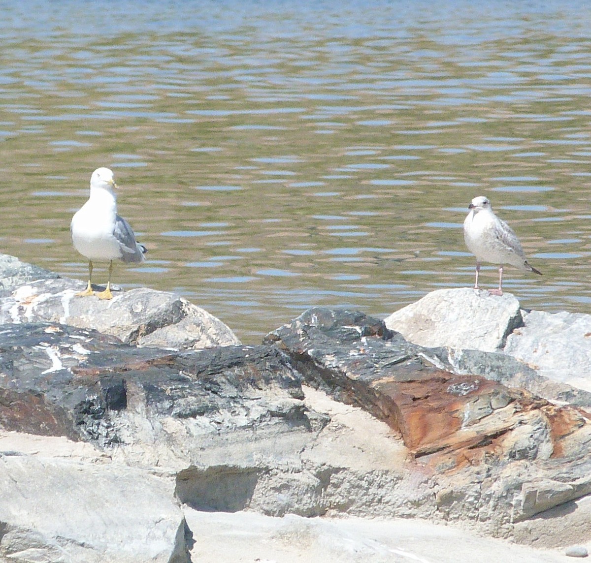 racek kroužkozobý - ML639826523