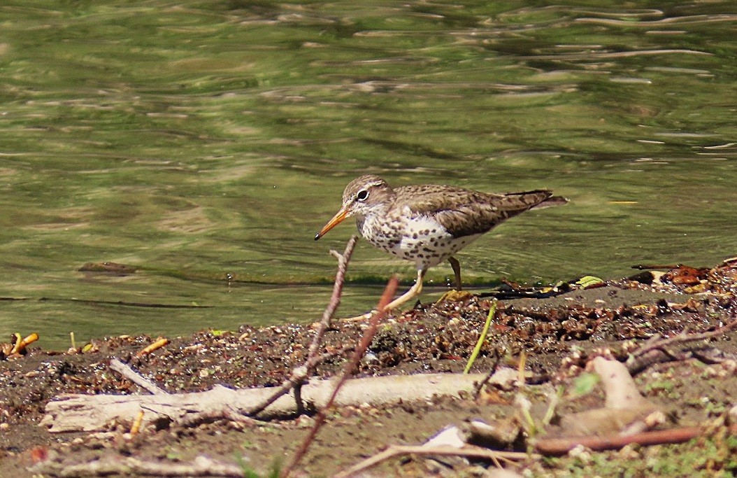 Spotted Sandpiper - ML639826536