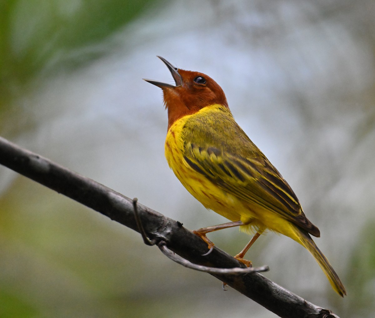 Yellow Warbler - ML639826544