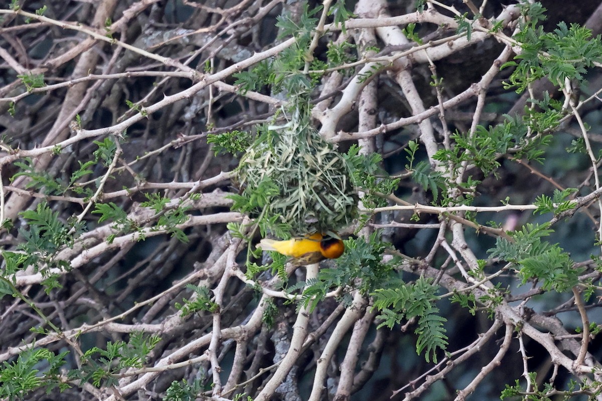 Rüppell's Weaver - ML639826547