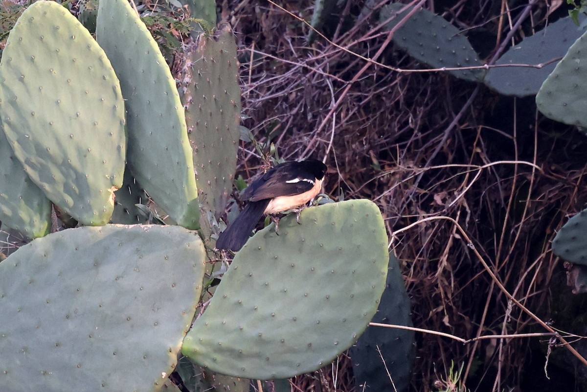 etiopiabobo - ML639826565