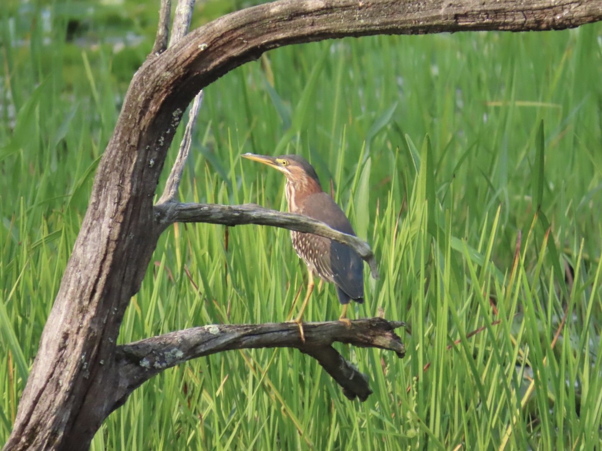 Green Heron - ML639826590
