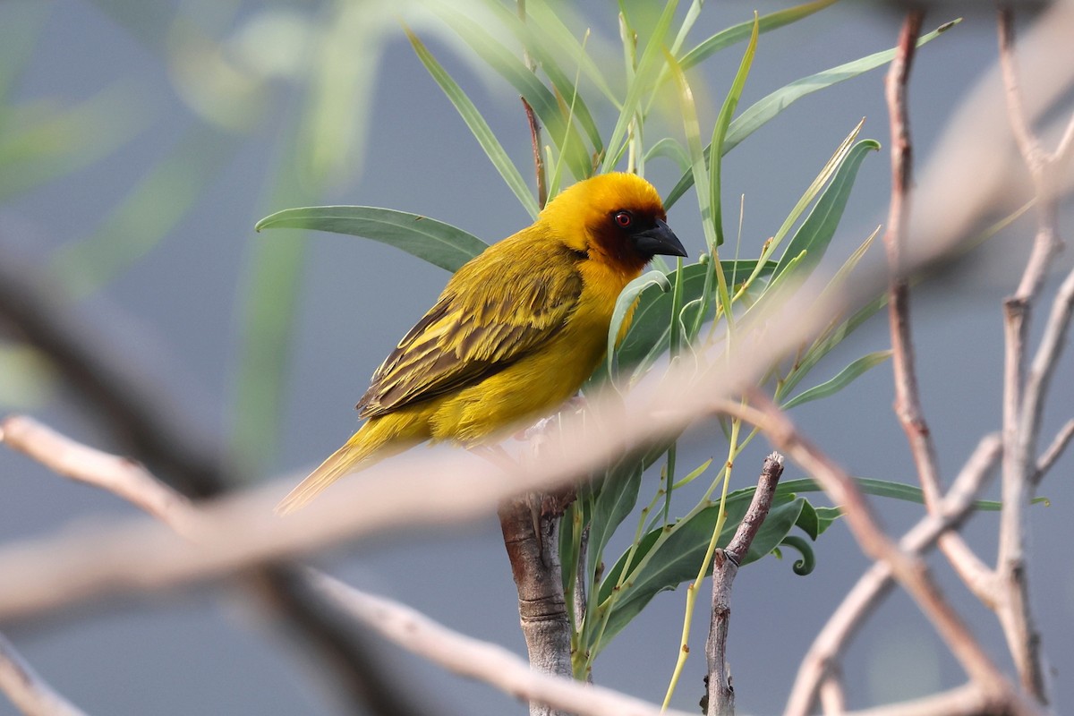 Rüppell's Weaver - ML639826606