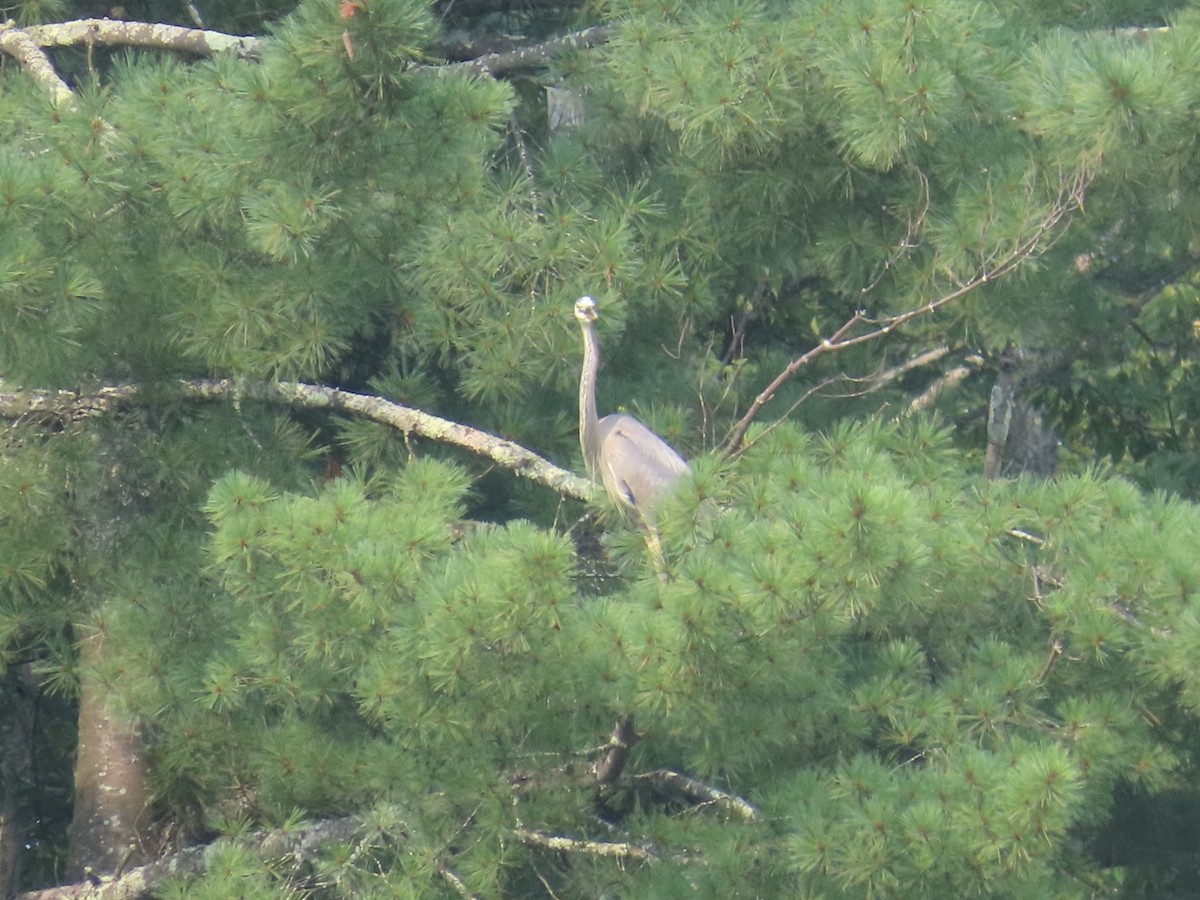 Great Blue Heron - ML639826609