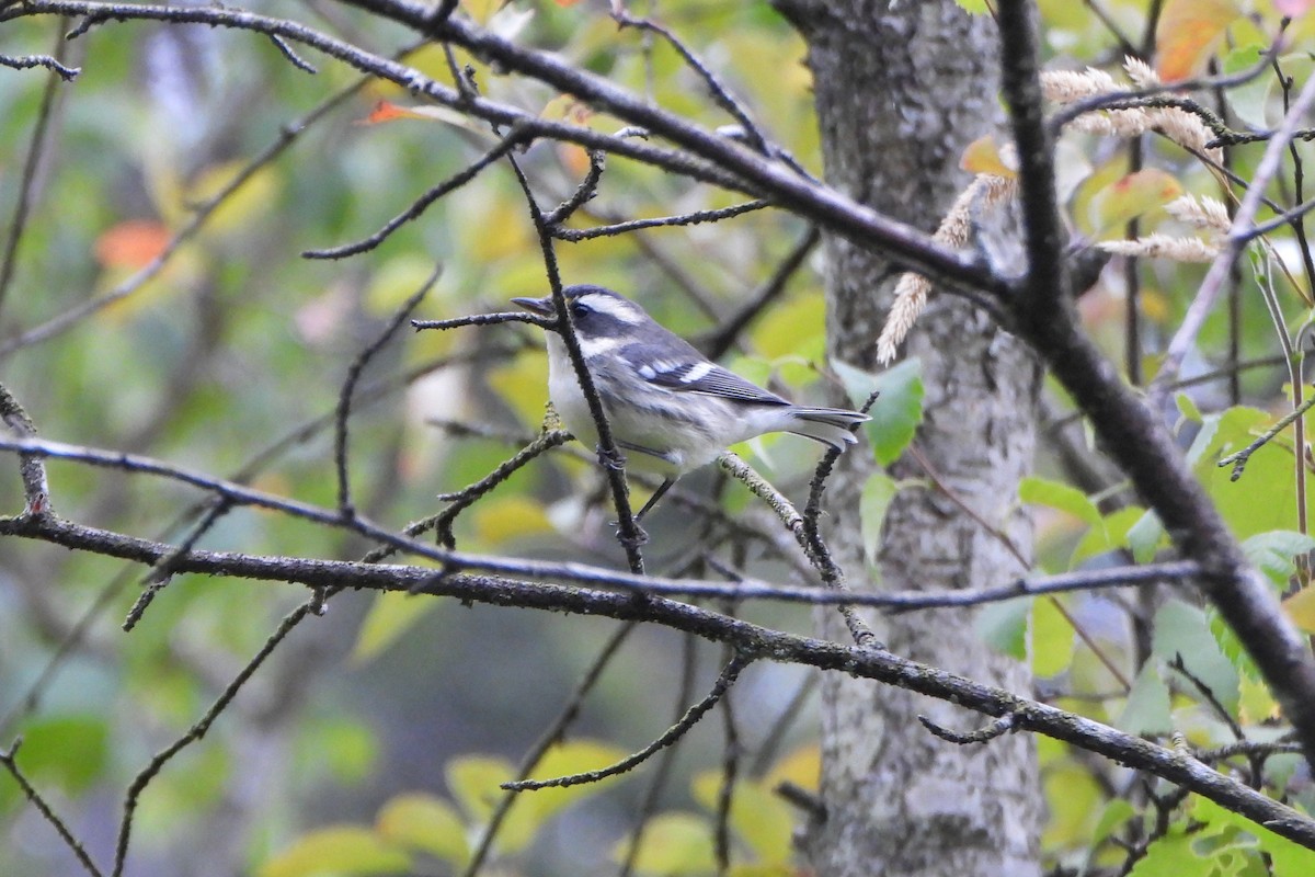 Black-throated Gray Warbler - ML639826623