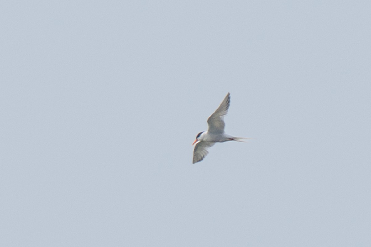 Forster's Tern - ML639826624