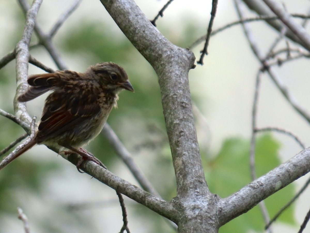 Song Sparrow - ML639826631