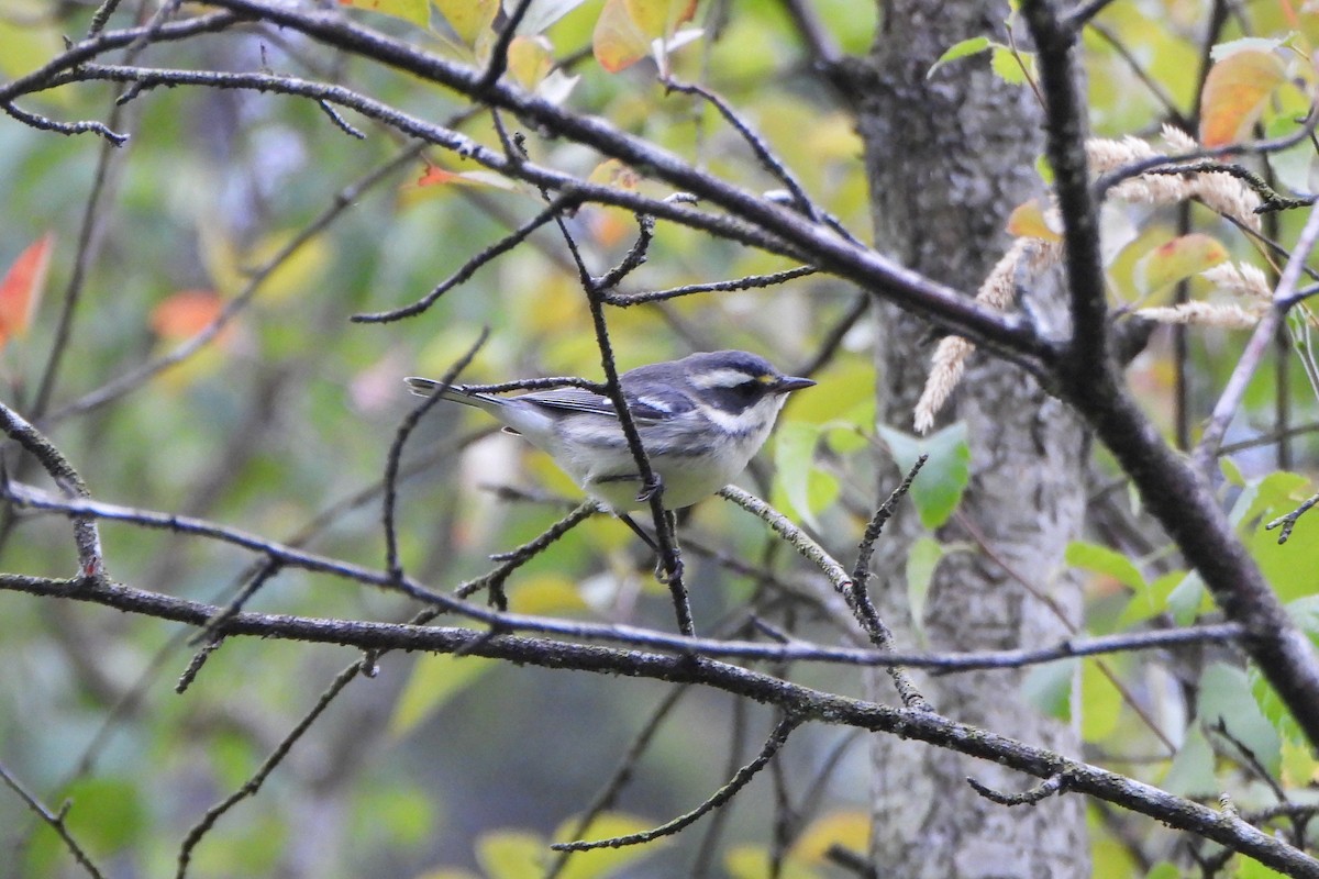Black-throated Gray Warbler - ML639826649