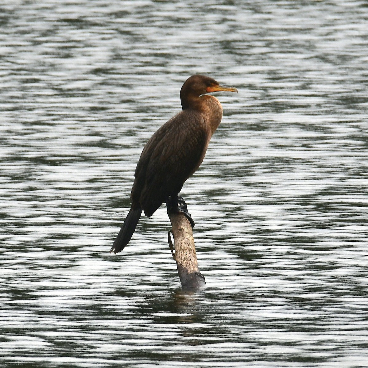 Ohrenscharbe - ML639826654