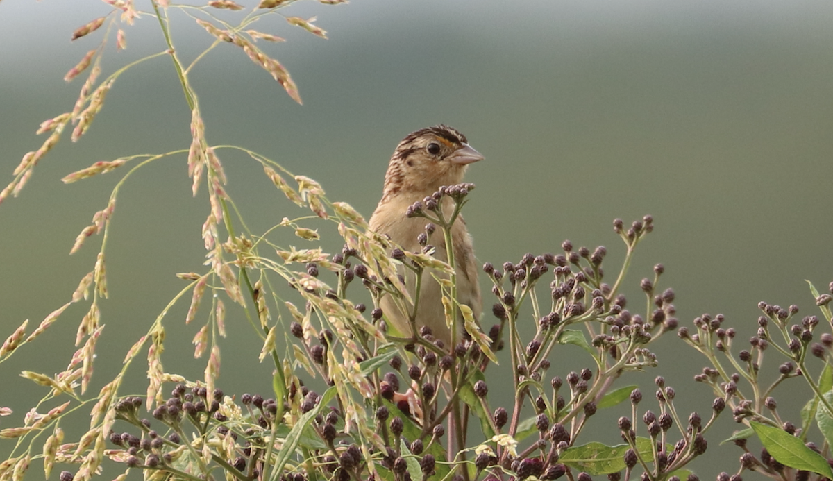 gresshoppespurv - ML639826673