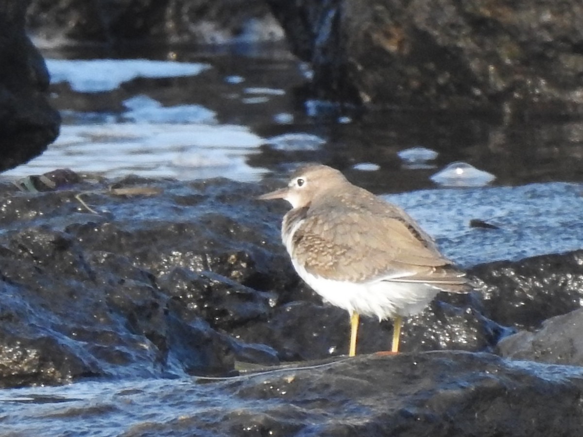 Spotted Sandpiper - ML639826700