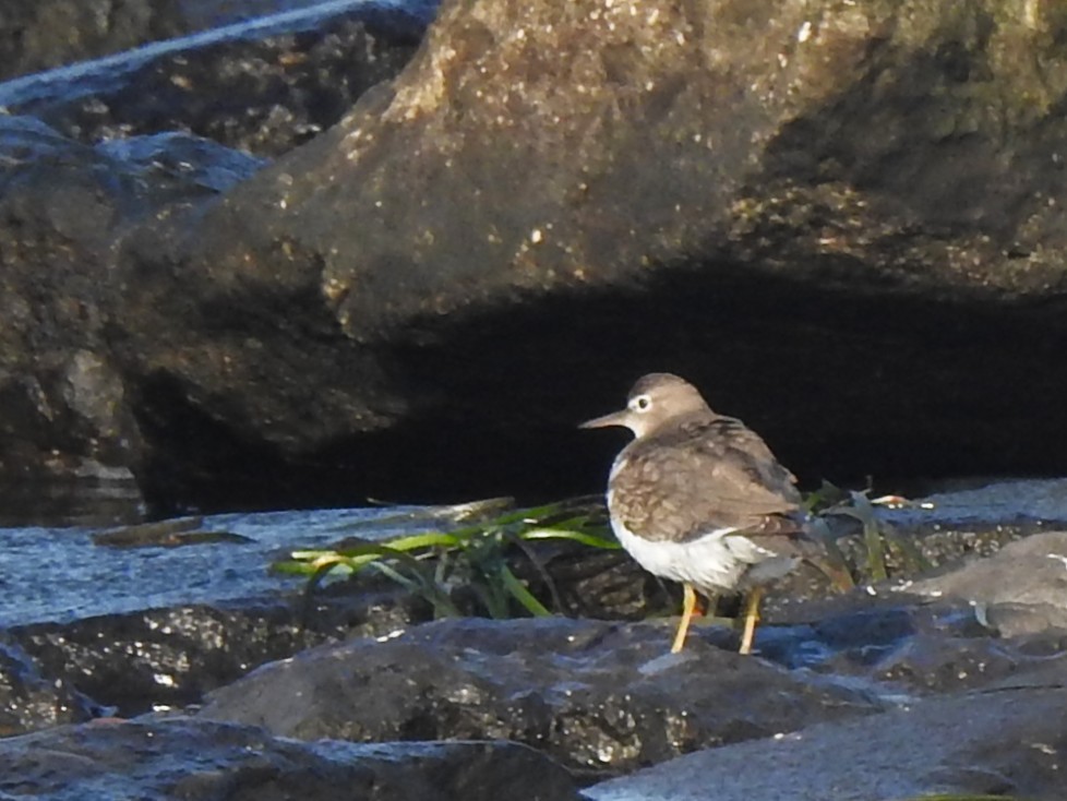 Spotted Sandpiper - ML639826701