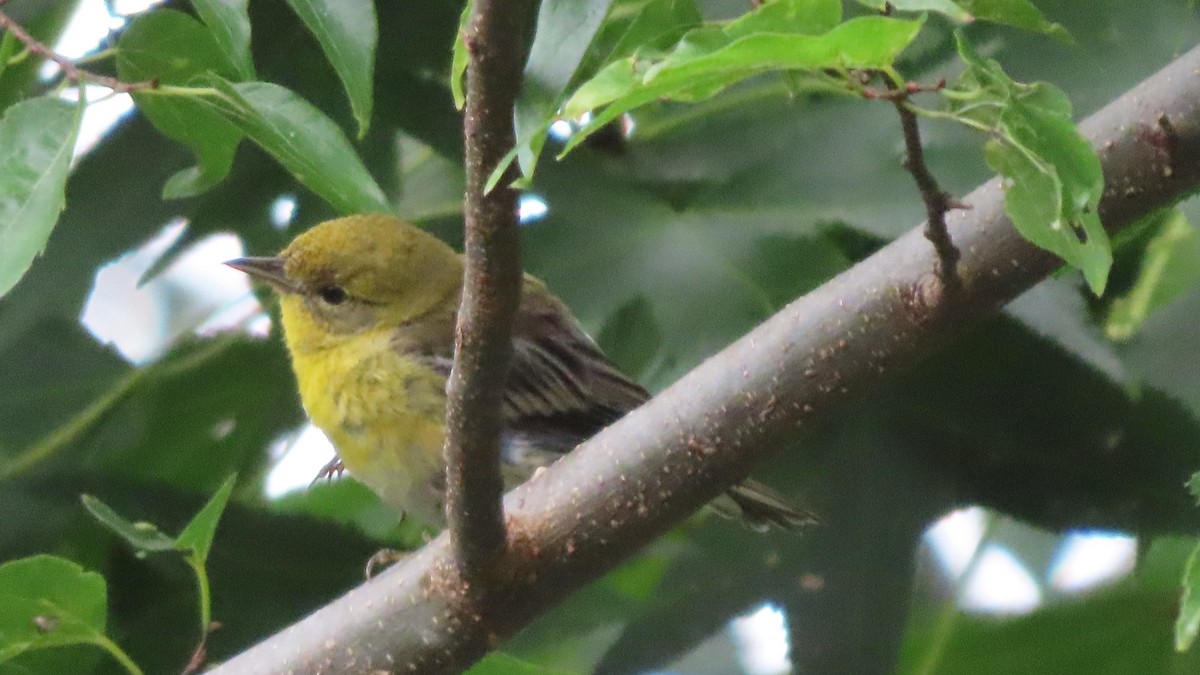 Pine Warbler - ML639826726